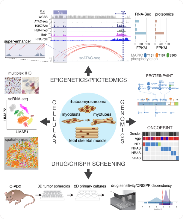 graphic illustration of integrated rhabdomyosarcoma database